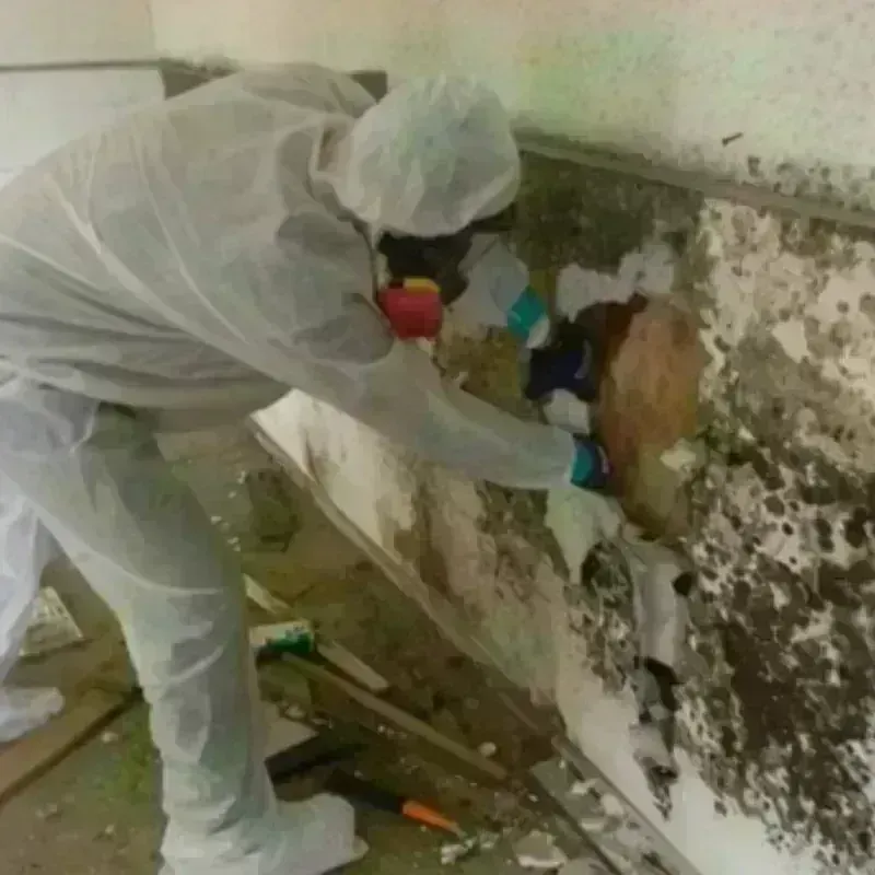 Mold Remediation and Removal in Mount Washington, KY